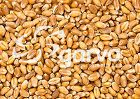 Garvo Duiventarwe product