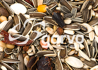 Garvo papegaai ara product